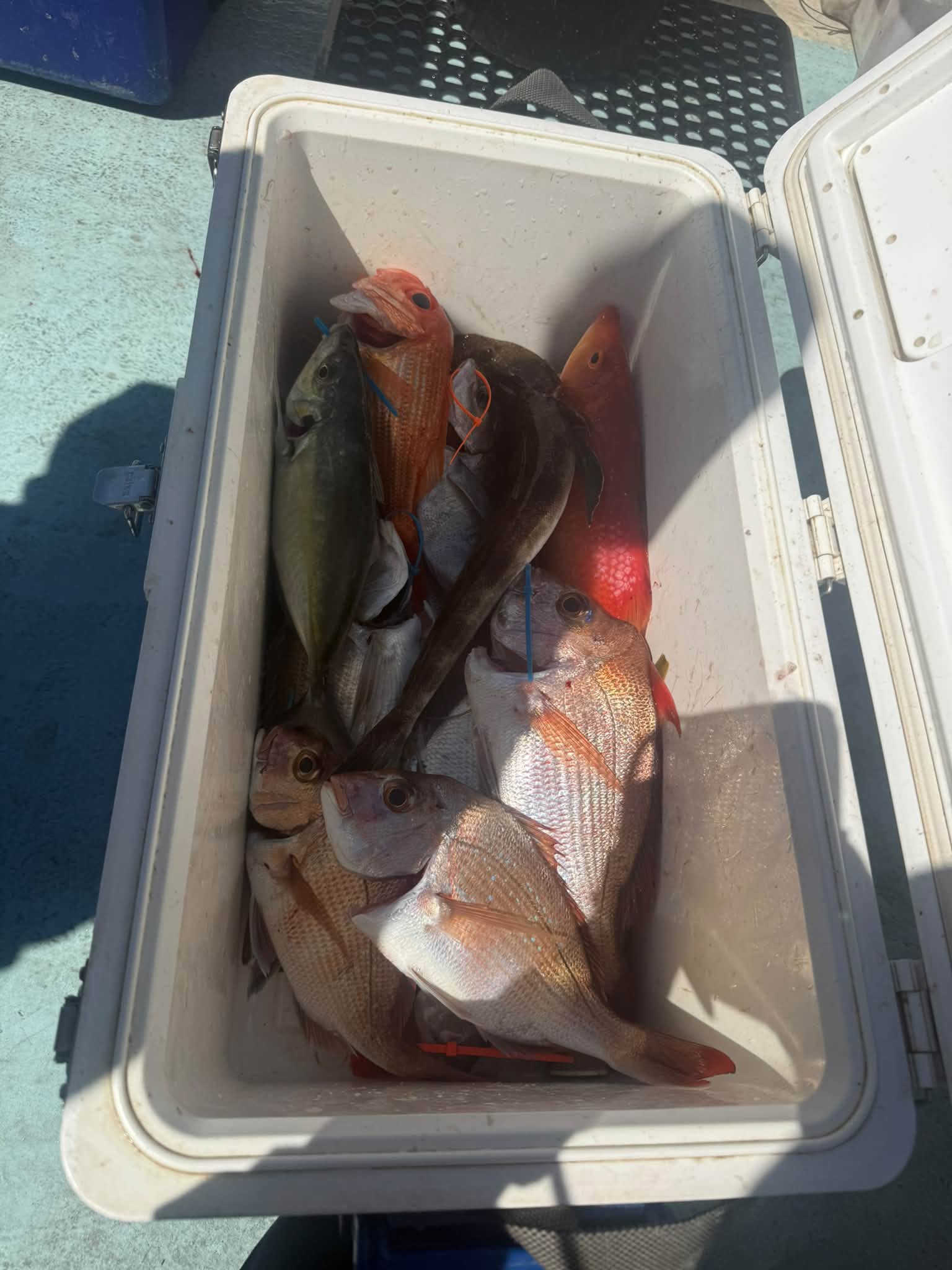 クーラーボックスの釣果